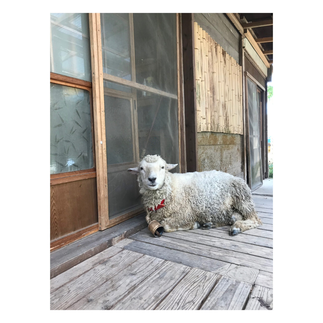 ひつじのぼんちゃんと暮らす理由｜阿蘇さとう農園