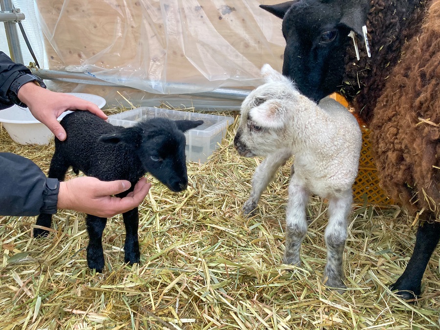 ヒツジ 春をむかえた子ヒツジちゃん｜阿蘇さとう農園