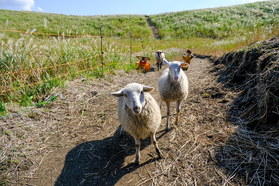 牧野とひつじ、秋モード。｜阿蘇さとう農園